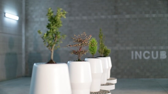 Öldükten Sonra Hayata Ağaç Olarak Devam Etmek İster misiniz?