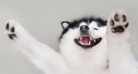 Новая звезда интернета – самый веселый сибирский хаски!