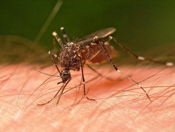 23. Sivrisineklerin en sevdiği kan grubu nedir?
