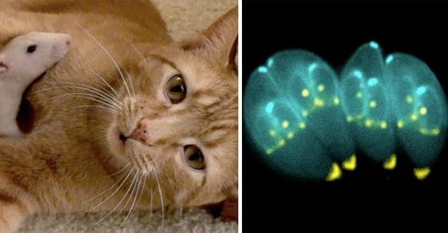 8. There's a parasite in cat poop that can literally control rats' minds, should they eat it.