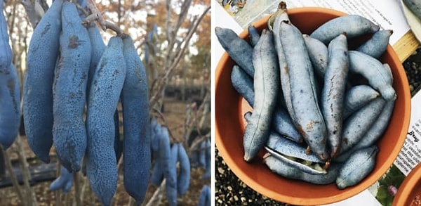 6. Decaisnea или "Пальцы мертвеца"