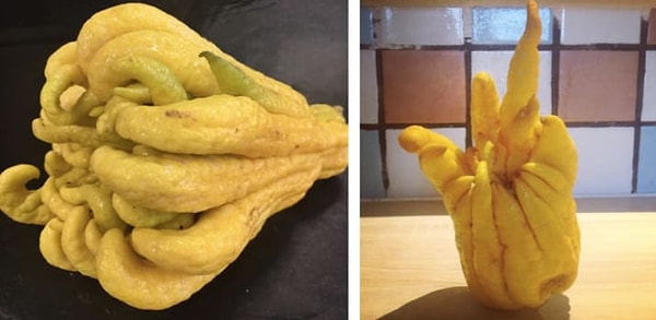 7. Рука Будды