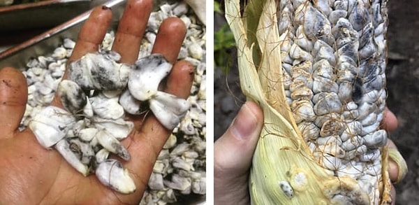 8. Плесневелая кукуруза или Ustilago Maydis