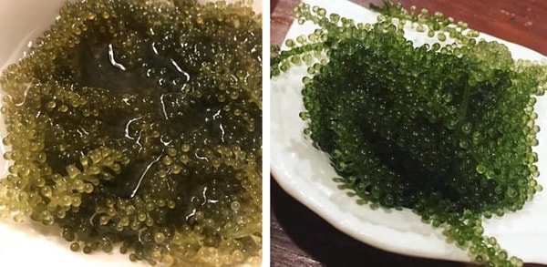 9. Морской виноград