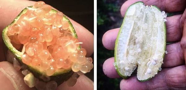 10. Австралийский пальчиковый лайм