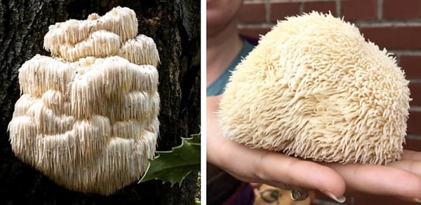 18. Гриб "Львиная грива"
