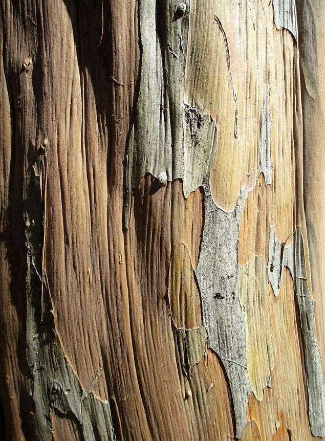 This amazing close up work of a tree trunk is by Owen.