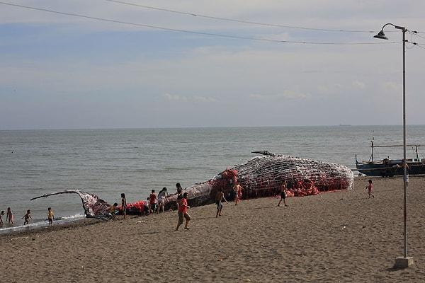 11 Mayıs sabahı Cavite sahilinde halka açılan 'ölü balina'nın fotoğraf ve videoları internet üzerine hızla yayıldı.