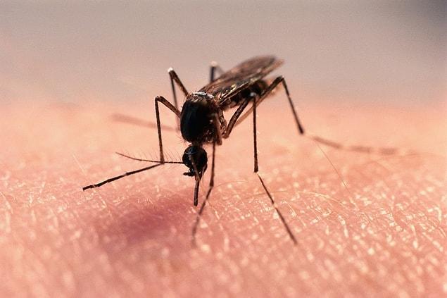 9. A mosquito is active only in 1-2 hours of 24 hours' day due to its poor metabolism.