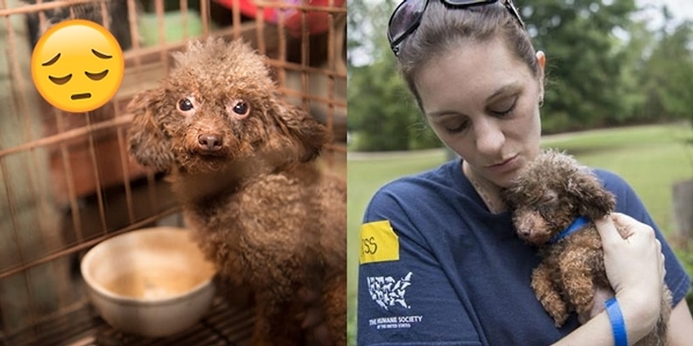 Hayatının Tamamını Bodrumda Hapis Geçiren Zavallı Köpüşün Dünyayla Tanışma Sevinci