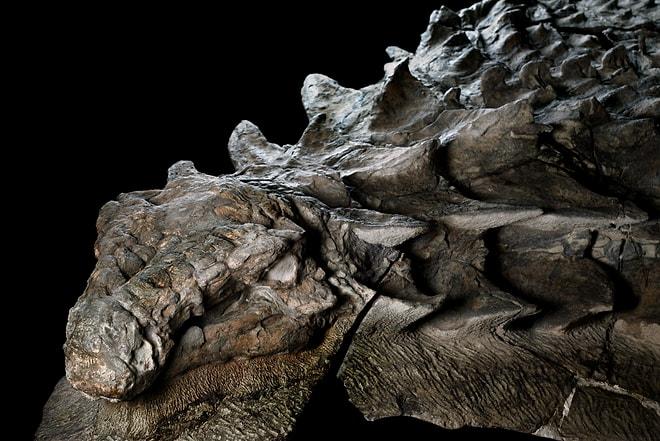 110 Milyon Yıllık Kalıp Halindeki Dinozor Fosili