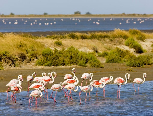 23. Как, кстати, и Камаргу