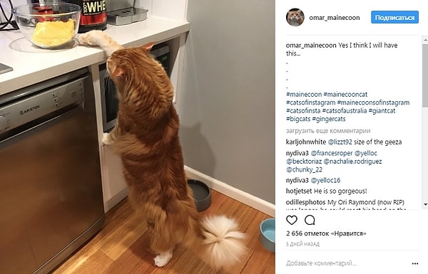 4. У Омара даже есть собственная страничка в Instagram, где его хозяева нередко выкладывают его шалости (такой большой кот может дотянуться до чего угодно)