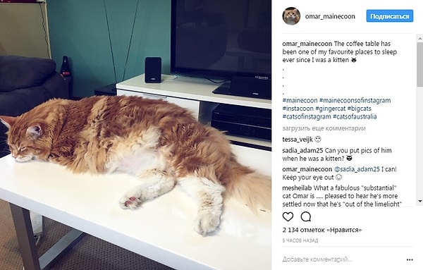 1. Встречайте Омара, 3-летнего мейн-куна из Мельбурна, Австралия, который весит 14 килограмм и имеет 120 см в длину!