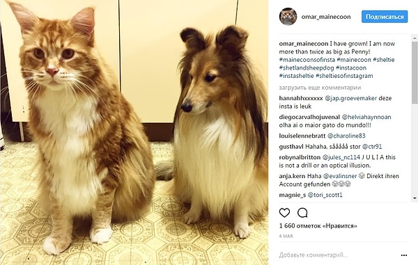 5. А еще этот здоровенный котяра даже больше их собаки