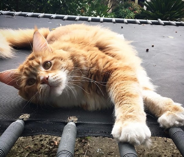 9. А еще этот здоровяк умеет открывать шкафы, двери в комнату, ящики столов и дверцу душа