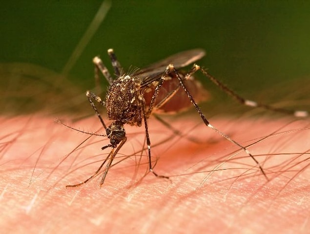 3. What blood type do mosquitoes like?