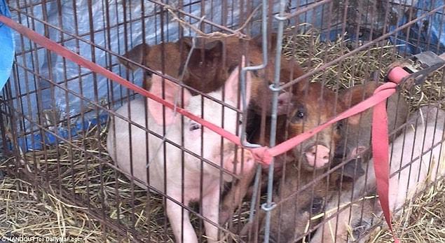 The pigs that ate Adrian's remains were kept in a crate on the 15-acre property.