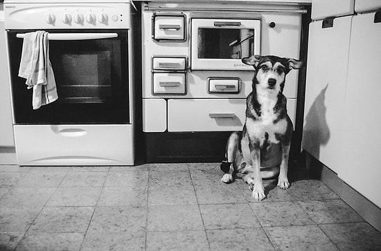 Kanser Olan Köpeğinin Son Günlerini Ölümsüzleştiren Kadından Göz Yaşartan Bir Hikaye