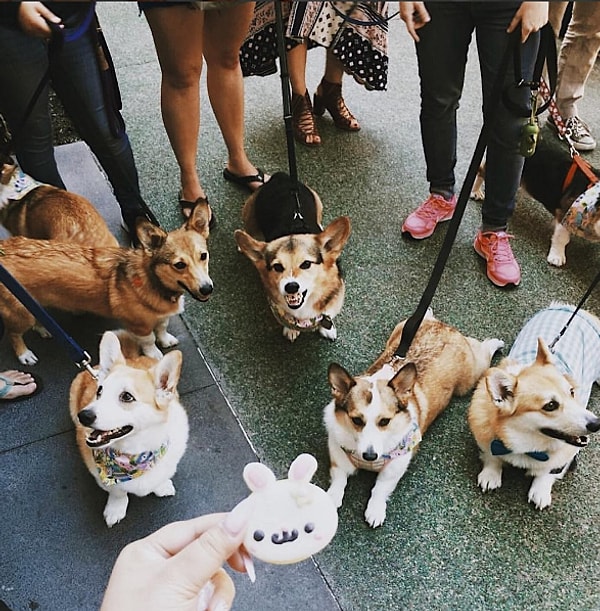 12. Например, здесь вы запросто можете заказать портрет своей собаки...