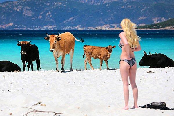19. Fransa'ya bağlı Korsika Adası'nda bir kadın gelen ineklerle aynı plajı paylaşıyor, 17 Mayıs.