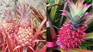Artık Pembe Ananaslar Var! Hem İçi Dışı Pembe Hem de Daha Tatlı! 🍍😋