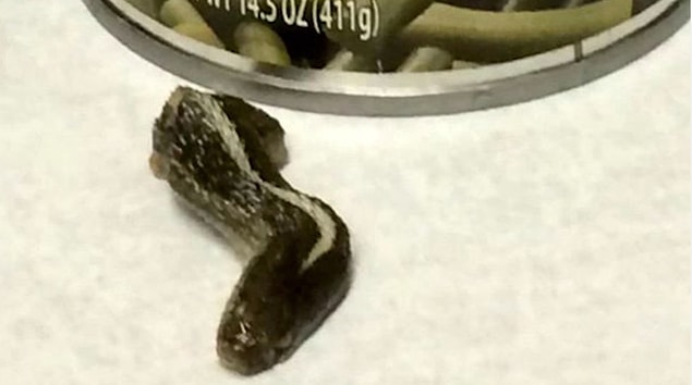 10. Konserveden çıkan çıngıraklı yılan kafasına ne dersiniz? 🐍