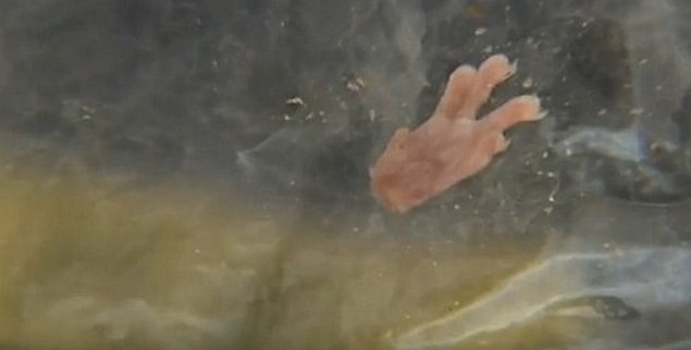 14. Bebek mamasından bile çıkabiliyorlar. Bir fare ayağı!