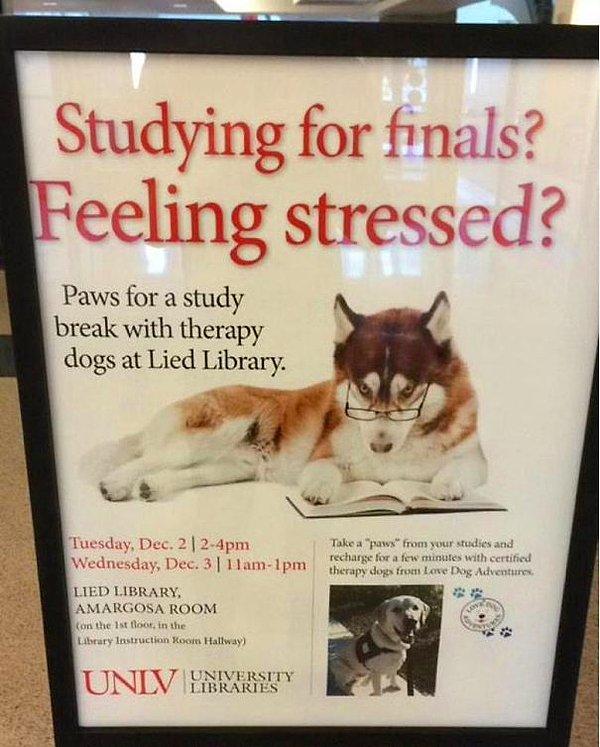 15. Bu üniversitenin öğrencileri çok şanslı çünkü sınav stresiyle başa çıkamayan öğrencilere final haftasında sevmeleri için köpek veriliyor.