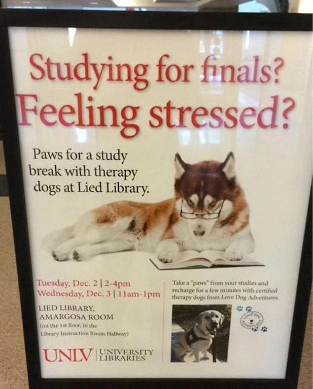 15. This university provides students with dogs as a stress reliever during finals week!