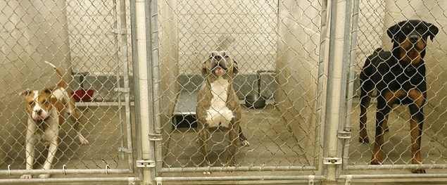 4. The man who shot a dog was ruled that he would donate 20 pounds of food to the animal shelter in the area on every holiday.