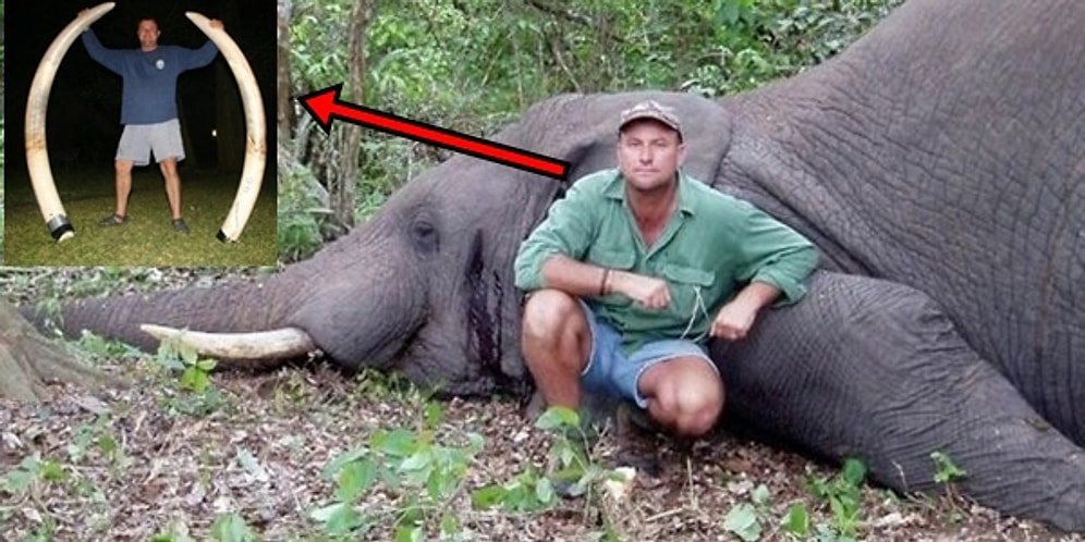 Öldürülen Filin Altında Ezilerek Can Veren Meşhur Büyük Hayvan Avcısı: Theunis Botha
