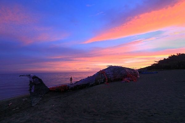 7. Установка "мертвого кита" является прекрасным символом неминуемой гибели нашего океана от отходов, которые, по прогнозам, превысят количество мировых обитателей к 2050 году.