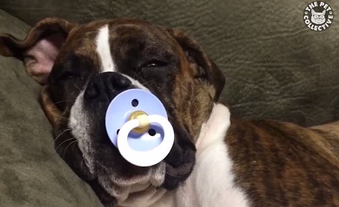 Oldukça Duygusal Yapıya Sahip Boxer Köpeklerini Sevmek İçin Birçok Neden!