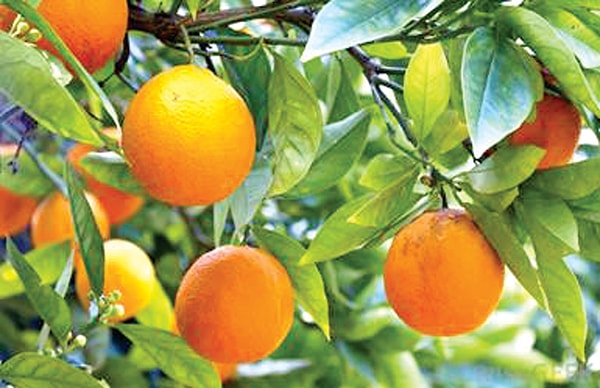 Какие продукты употреблять: апельсины, красный перец, кале, брюссельскую капусту, брокколи, клубнику и грейпфрут