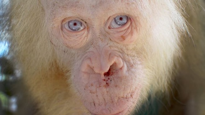 Endonezya'dan Oldukça Nadir Bir Konuğumuz Var: Albino Orangutan