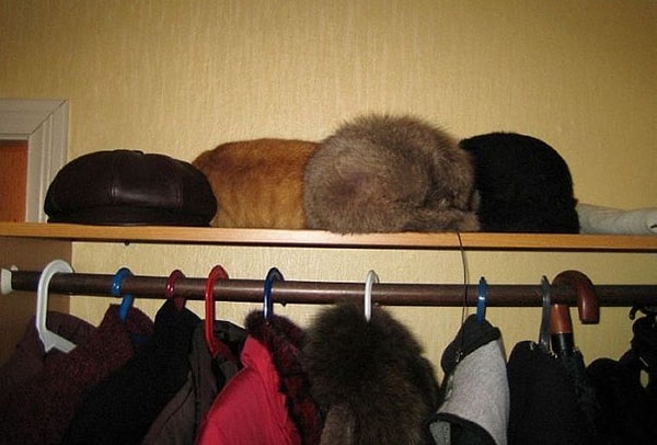 1. Где Васька?