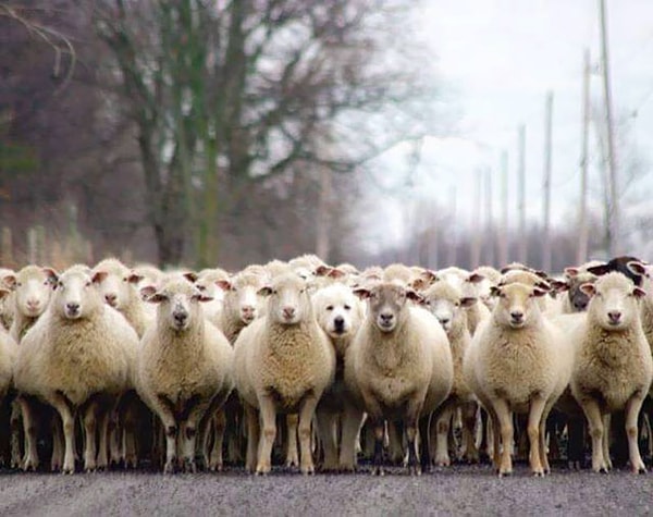 21. Вот она, паршивая овечка