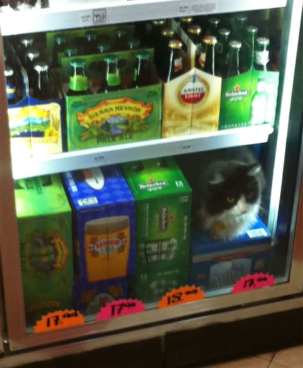 28. "Никто не видел Барсика?"