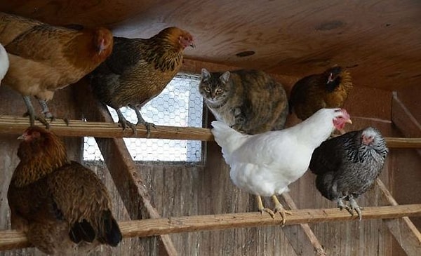 35. Судя по реакции кур, кот там давно поселился