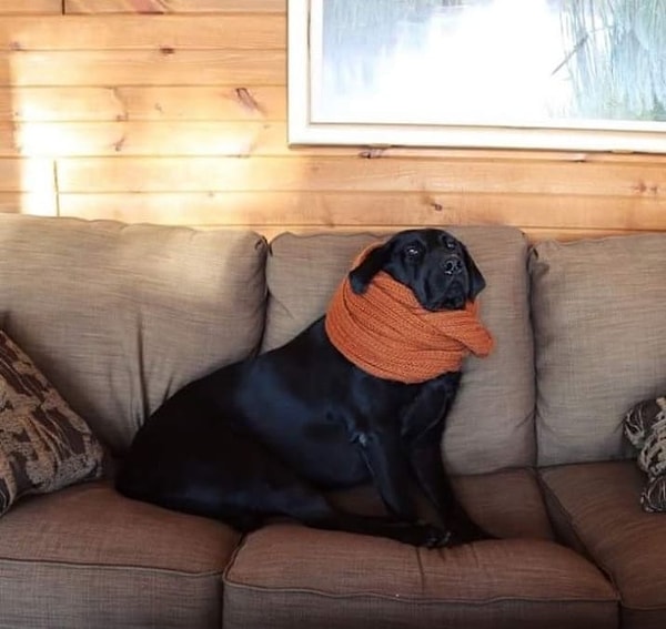 6. Этот хозяин купил своей собаке шарф, чтобы она не простудилась