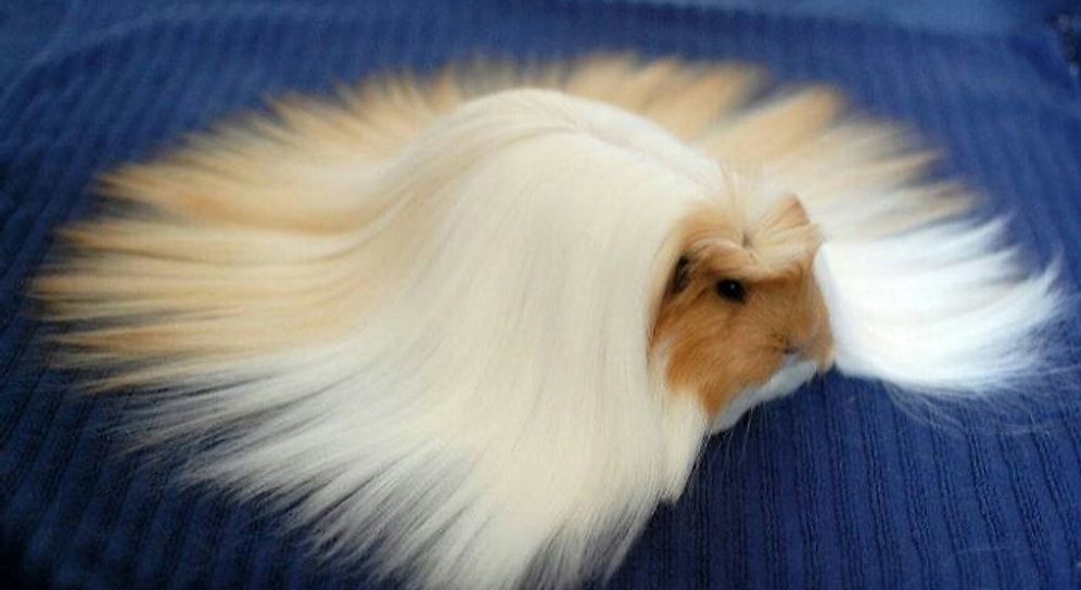 27 фоток мегасладких морских свинок