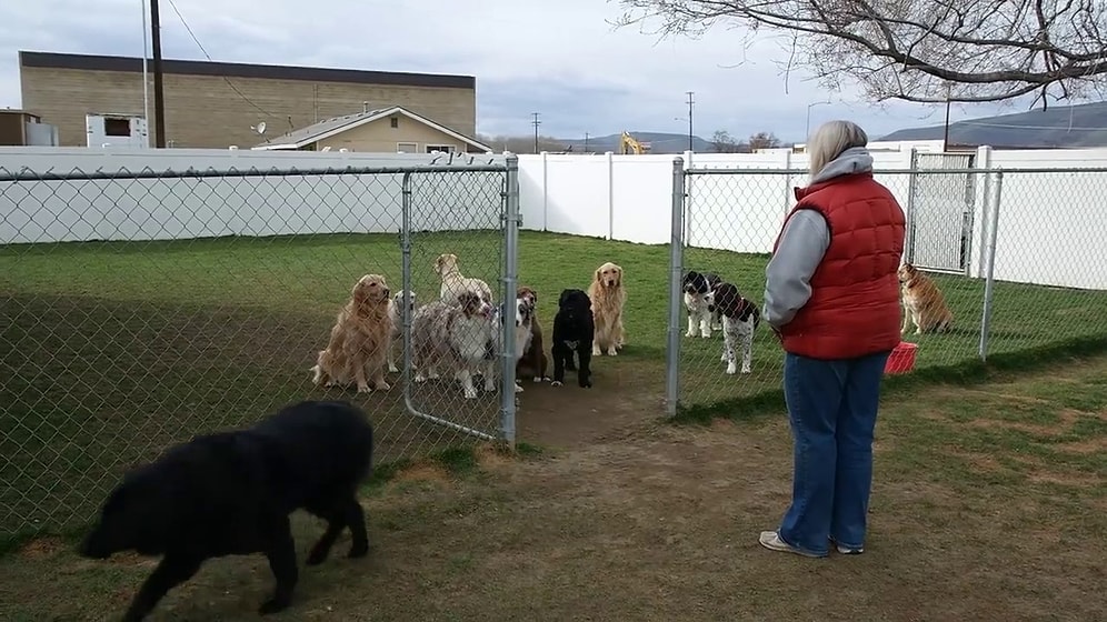 Dışarı Çıkmak İçin Sabırla İsimlerinin Söylenmesini Bekleyen Köpekler