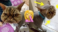 Pet Kuaförünün Yaptığı Tıraş Hatası Yüzünden Maskeli Kedi Olan Talihsiz Jin Jin!