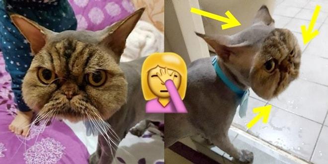 Pet Kuaförünün Yaptığı Tıraş Hatası Yüzünden Maskeli Kedi Olan Talihsiz Jin Jin!