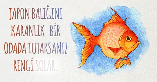 Dibine Kadar Doğru Olan 16 Düşündürücü Gerçek