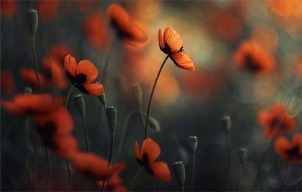 10. Достаточно крохотного зернышка надежды, чтобы засеять целое поле счастья...