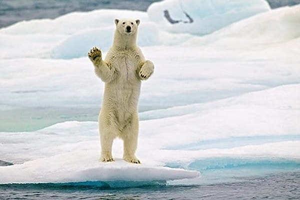 10. Если съесть печень белого медведя, можно отравиться