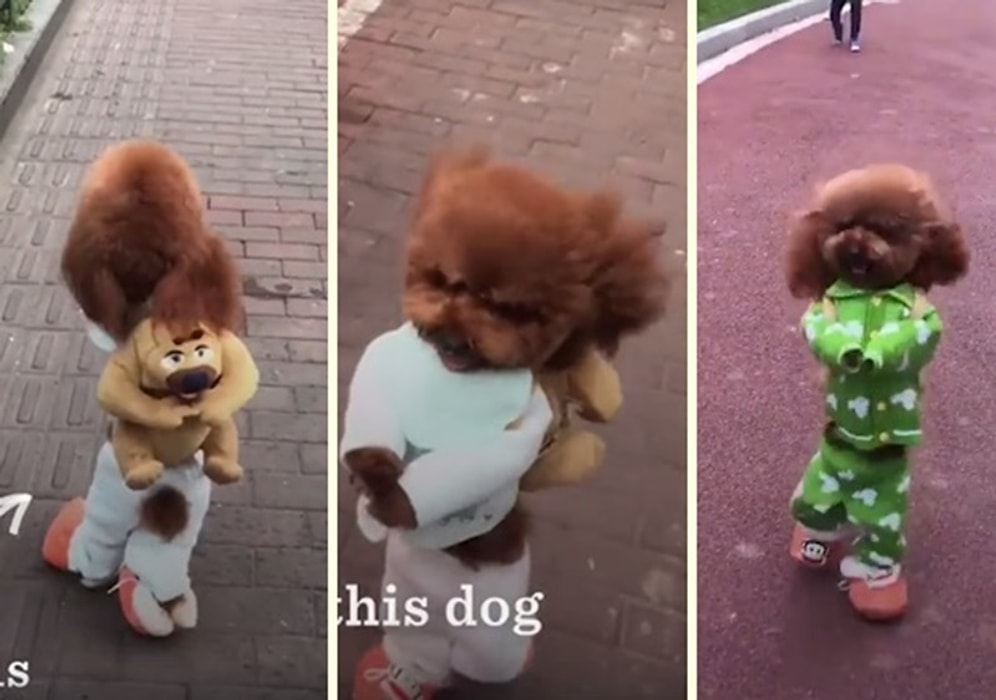 Çoğu Kişinin Güldüğü Ama Bazılarının İçini Derinden Acıtan Viral Köpek Videosu!