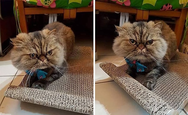 Как и в большинстве случаев с длинношерстными кошками, хозяин нашего героя, Xie Qian Qian с определенной периодичностью водит его на стрижку.